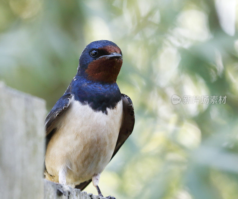 谷仓燕子(Hirundo rustica)肖像